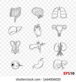 Illustration of Human Internal Organs Anatomy thin line set set realistic isolated against transparent background. Design element for Health care,medicine,anatomy education.