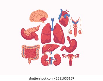 Illustration der inneren Organe des Menschen. Innere Organe und Teile des menschlichen Körpers