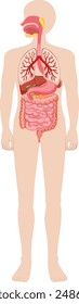 Illustration of human internal organs and systems