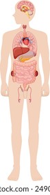 Illustration of human internal organs and systems