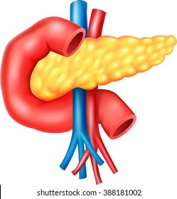 Illustration of Human Internal Pancreas Anatomy