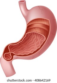 Illustration of Human Internal Stomach Anatomy