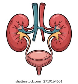 Illustration of human kidney and bladder system ideal for medical theme biology education anatomy diagram or healthcare learning artwork