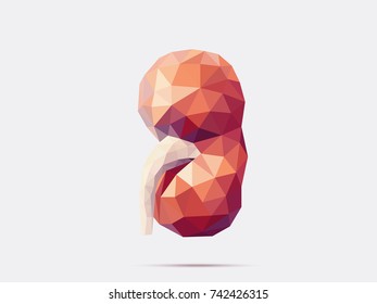 Illustration of human kidney with faceted low-poly geometry effect