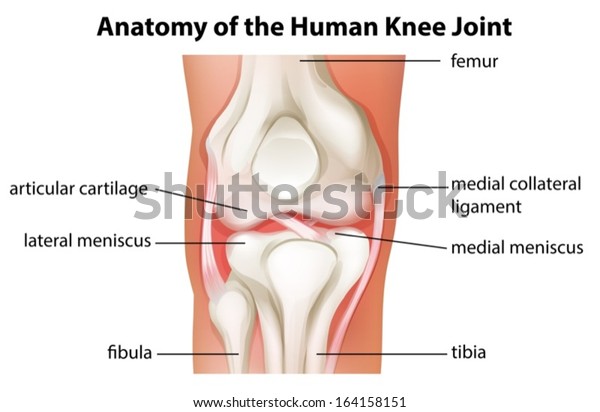 Illustration of the human knee joint anatomy\
on a white\
background