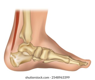 Illustration of a human leg with denominations of the bones of the foot and Achilles tendon. Anatomy of medial or side view of the foot