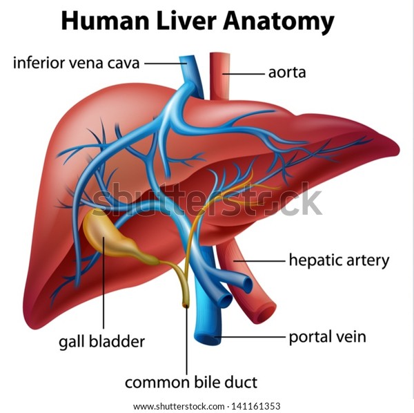 Illustration of the human\
liver anatomy