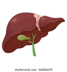 Illustration of human liver with gall bladder in digestive system. Volume body model. Vector illustration