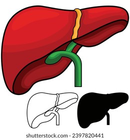 Illustration of human liver vector set. Internal organ aorta and portal vein illustration. 