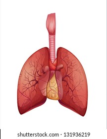 Illustration of the human lungs