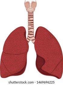 Illustration of human lungs and larynx. healthy Lung. Trachea.