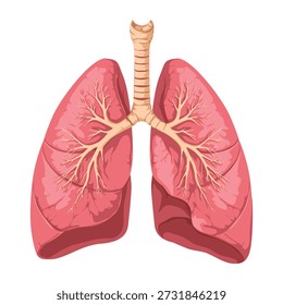 Ilustração de pulmões humanos com traqueia e brônquios em um fundo branco, representação anatômica detalhada.