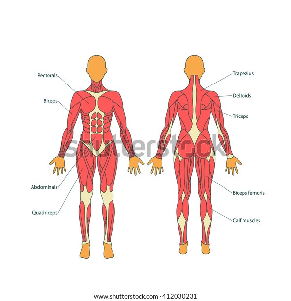 人間の筋肉のイラスト 女性の体 前面と背面 のベクター画像素材 ロイヤリティフリー 412030231