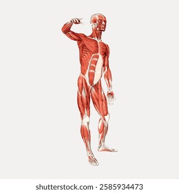 Illustration of human muscular system showing detailed anatomy of muscles. Anatomical muscles highlighted in red. Educational anatomy diagram of muscles. Vintage art illustration, vector.