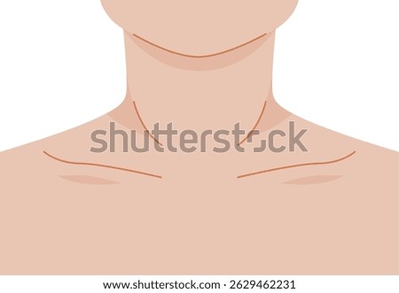 Illustration of a human neck
