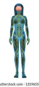 Illustration of the human nervous system