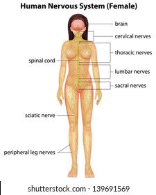 Illustration of the human nervous system