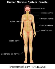 Illustration of the human nervous system