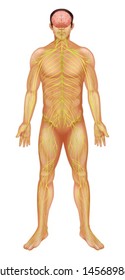 Illustration of the human nervous system