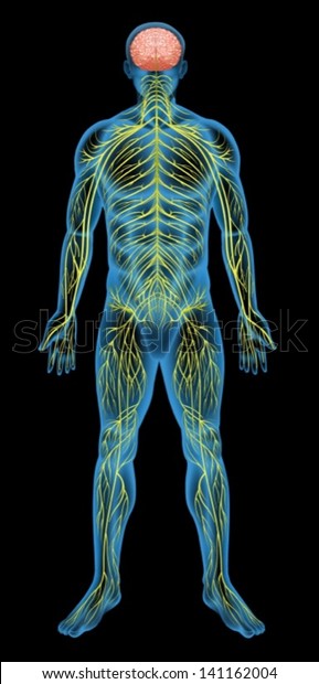 Illustration Human Nervous System Stock Vector (Royalty Free) 141162004 ...