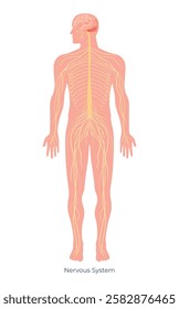 An illustration of the human nervous system that highlights key structures such as the brain, spinal cord, and peripheral nerves. It offers a quick overview of neural connections.