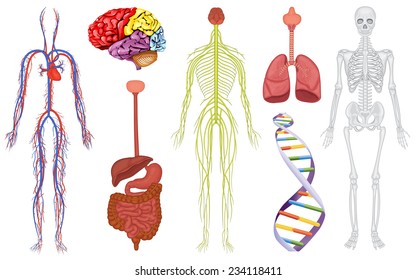 Illustration of human orangs and DNA