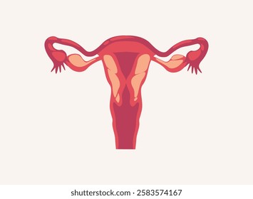 Illustration of an Human Organs Female
