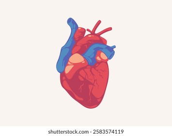 Illustration of an Human Organs Heart