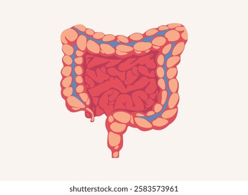 Illustration of an Human Organs Intestine