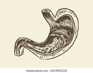 Illustration of an Human Organs Stomach