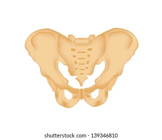 Illustration Of Human Pelvis