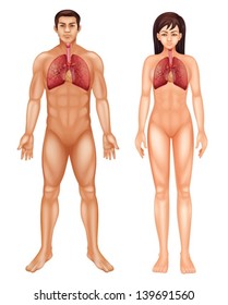 Illustration of the human respiratory system