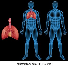 Illustration of the human respiratory system