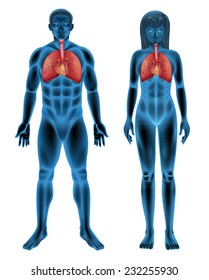 Illustration of the human respiratory system