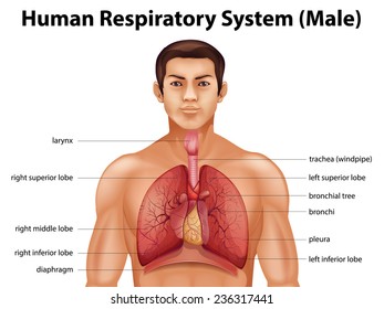 Illustration of the human respiratory system
