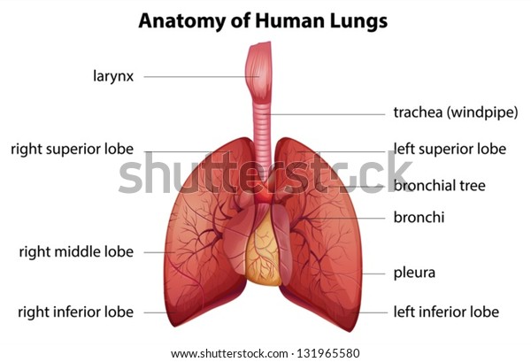 Illustration Human Respiratory System Stock Vector (Royalty Free ...