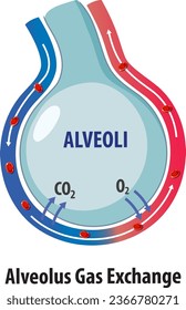 Illustration of human respiratory system anatomy and gas exchange