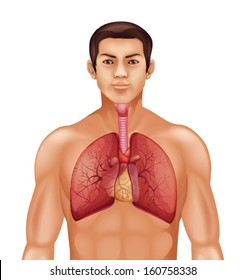 Illustration of the human respiratory system on a white background