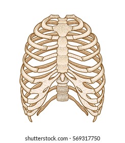 Illustration Of Human Rib Cage. Line Art Style. Boho Vector Realistic