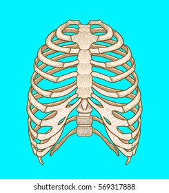 Illustration Human Rib Cage Line Art Stock Vector (Royalty Free ...