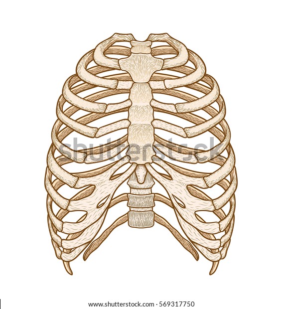 Illustration Human Rib Cage Line Art Stock Vector (Royalty Free) 569317750