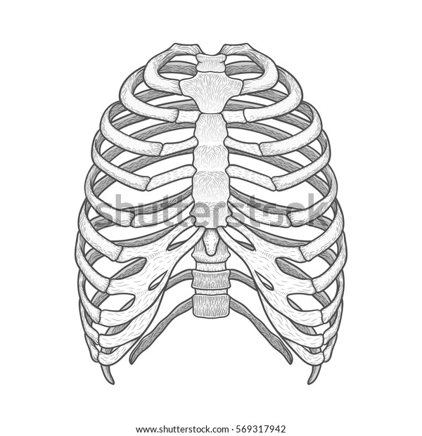 Illustration Human Rib Cage Line Art Stock Vector Royalty Free 569317942