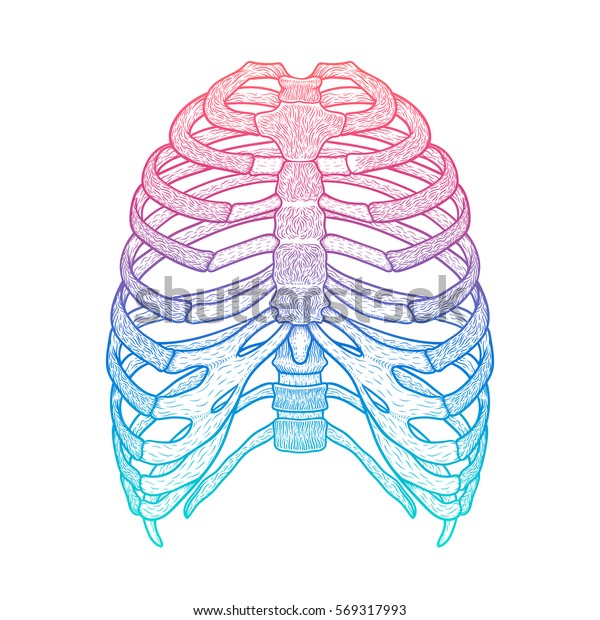 Illustration Human Rib Cage Line Art Stock Vector (Royalty Free) 569317993