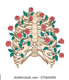 Illustration of human rib cage with roses. Line art style. Boho vector realistic