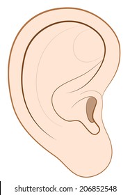 Illustration of a human right ear. Isolated vector on white background.