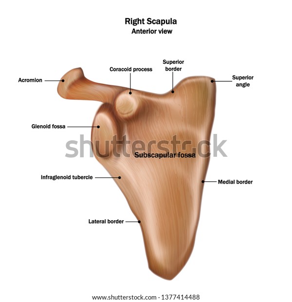 Glenoid Cavity Images Stock Photos Vectors Shutterstock
