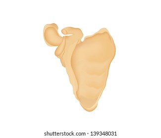 illustration of human scapula