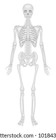 Illustration Of Human Skeletal System