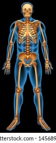 Illustration of the human skeletal system