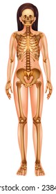 Illustration of the human skeletal system